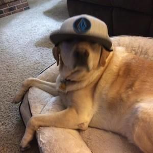 Meet your Posher, Tom